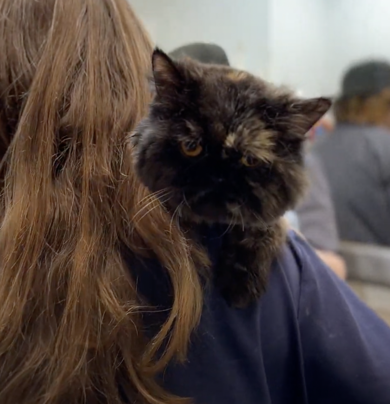 Grooming video: Watch How This Desperate Cat Asked for Help  & Got a Whole New Life!