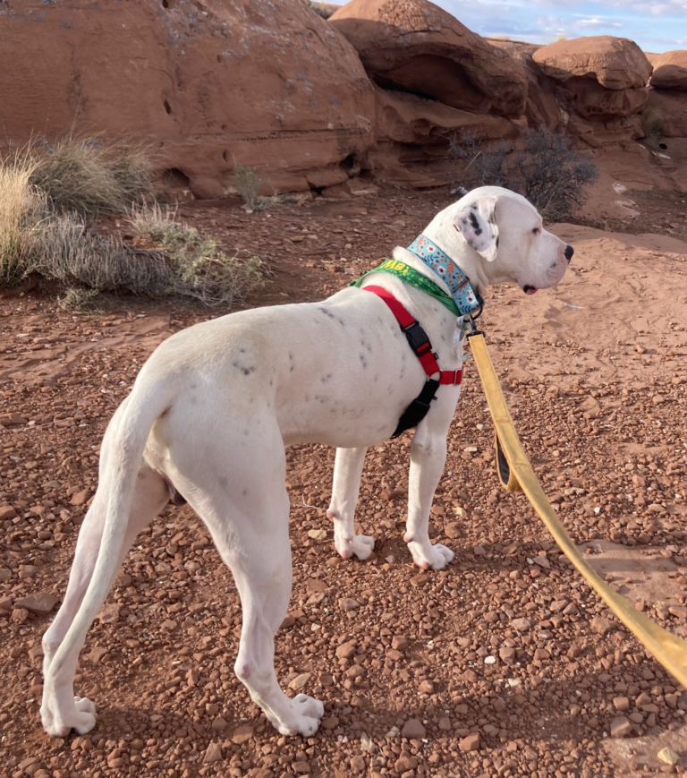 Dog up for adoption: Dogo Argentino Travels 3,000 Miles Through Blizzards & Deserts for His Final Chance at Adoption