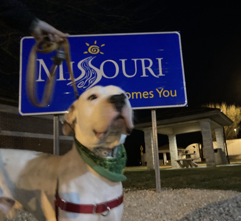 Dog up for adoption: Dogo Argentino Travels 3,000 Miles Through Blizzards & Deserts for His Final Chance at Adoption