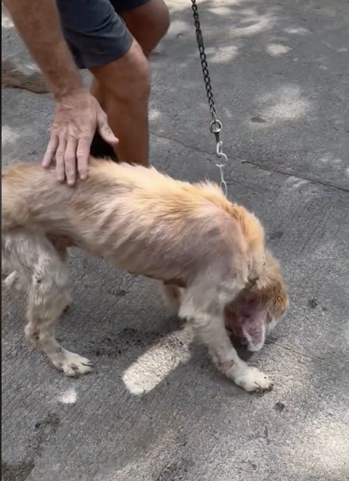Chained Up Golden Retriever Finally Experiences True Love - For Her Final 6 Glorious Months