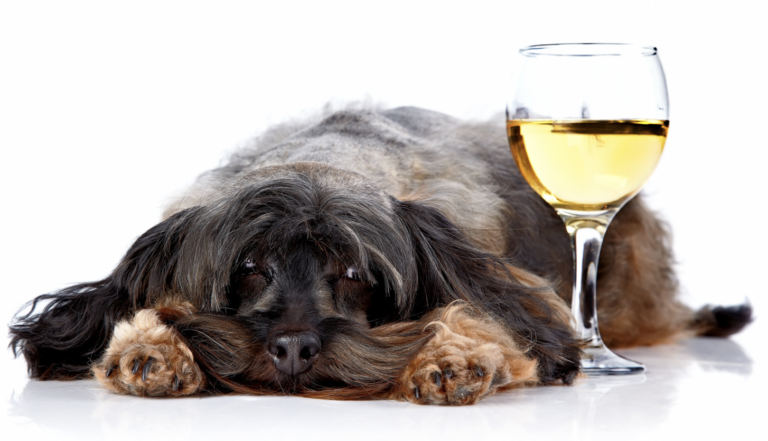 Can Dogs Drink Alcohol