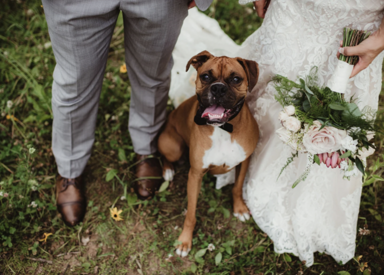 Your Dog Can Legally Be a Witness at Your Wedding in These 23 States!