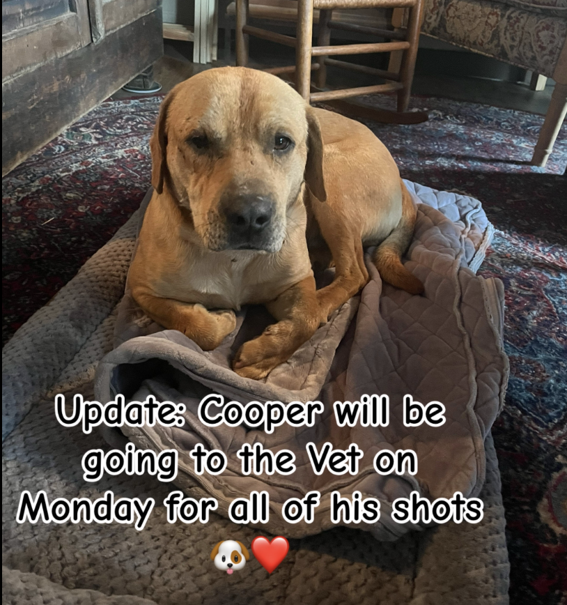 Cooper's Rescue: When a Family Trip Turns Into a Stray Dog