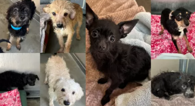 Hoarding situation: Over 100 Dogs Now Seeking Adoption After Being Rescued from Overcrowded 2-Bedroom Apartment