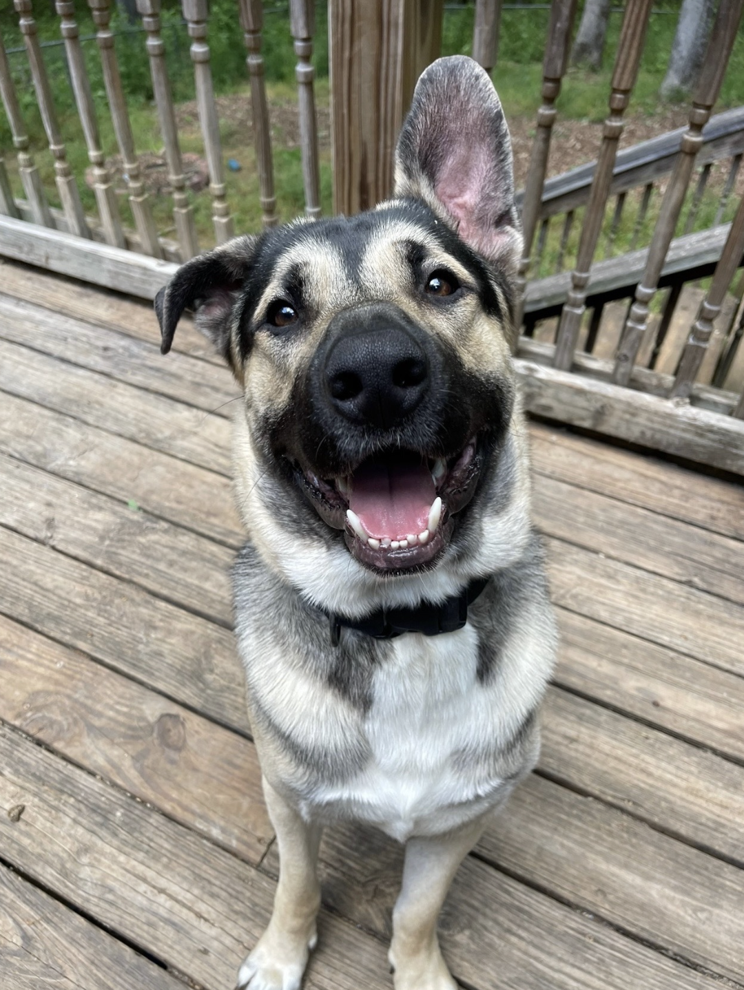 Axel up for Adoption