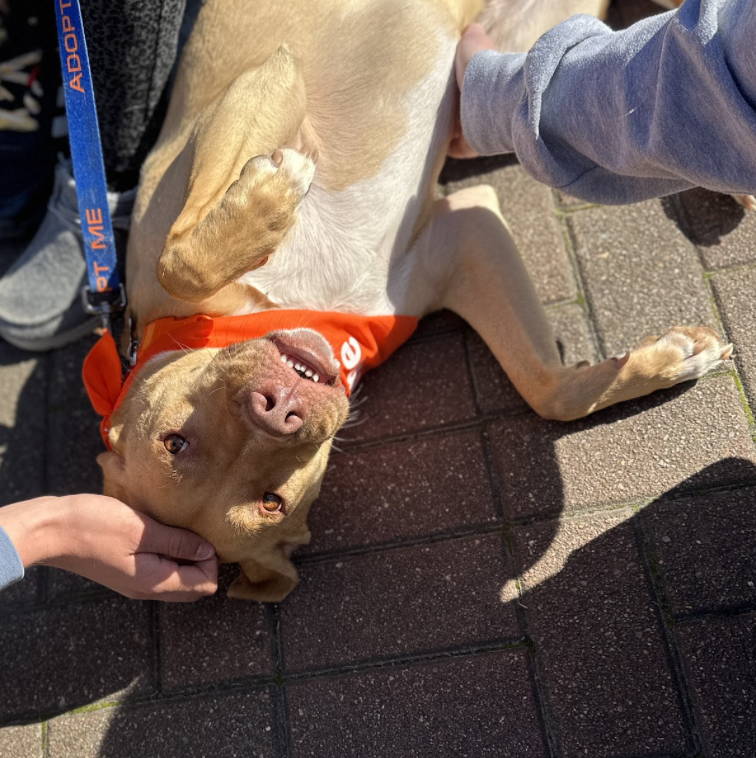 Justice up for Adoption