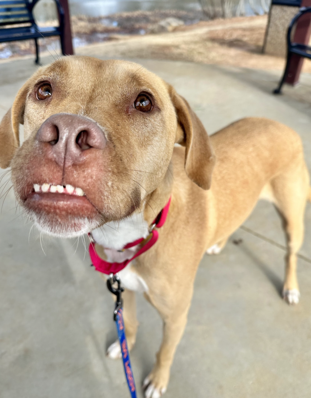 Justice up for Adoption
