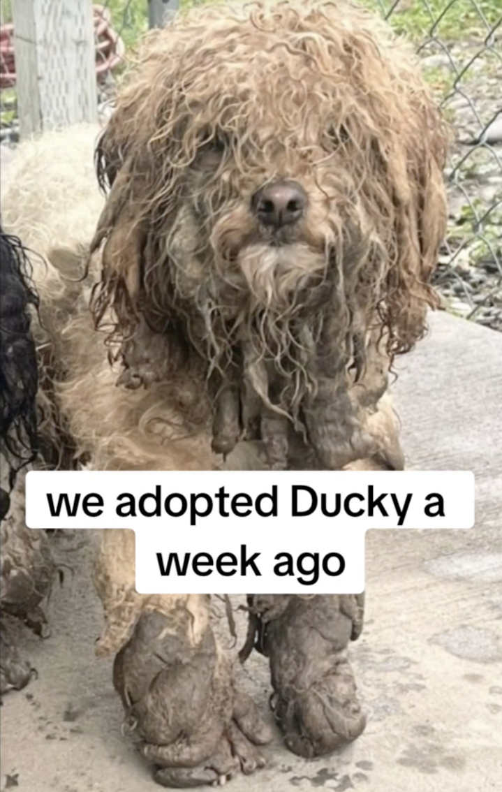 Tears as Newly-Adopted Poodle Still Sleeps in Dirt After 2 Years of Neglect