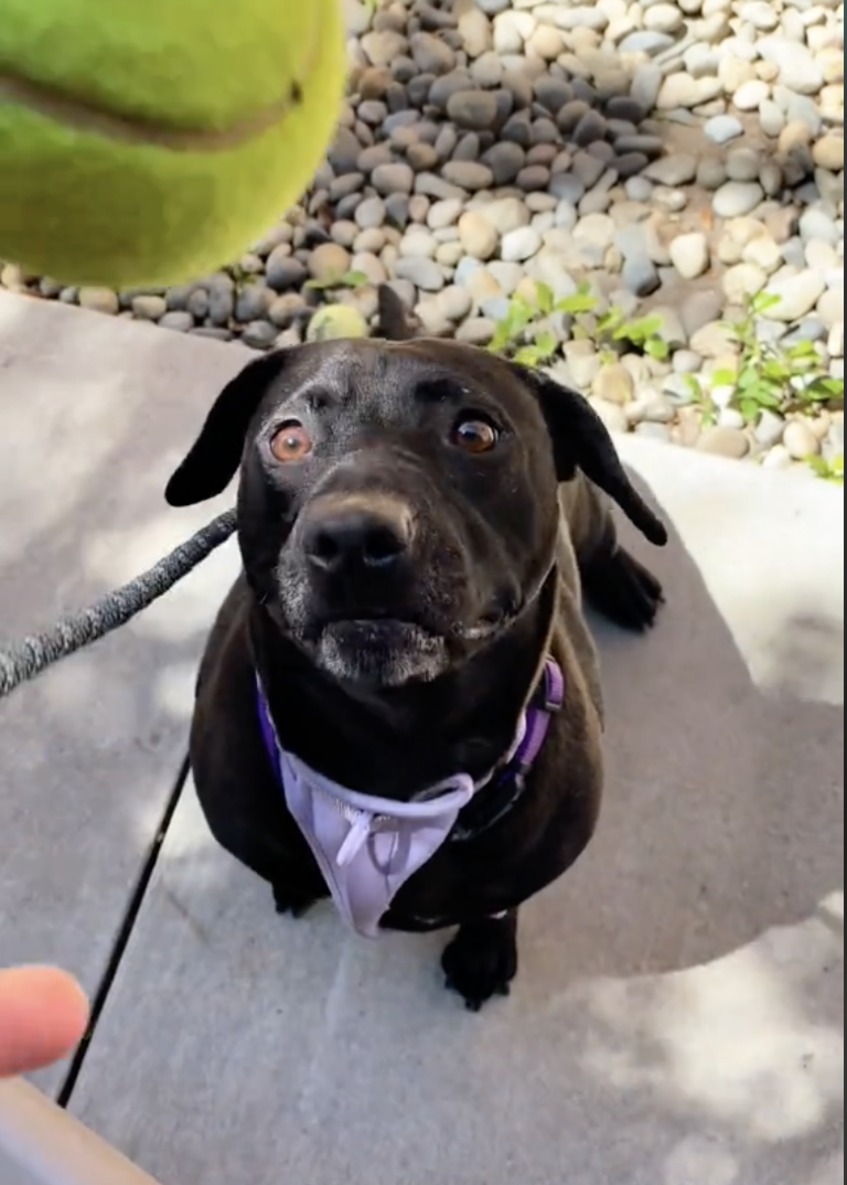 Dog Endured 1,000 Days In Shelter - Then Traveled 1,000 Miles To Find Her Happily-Ever-After