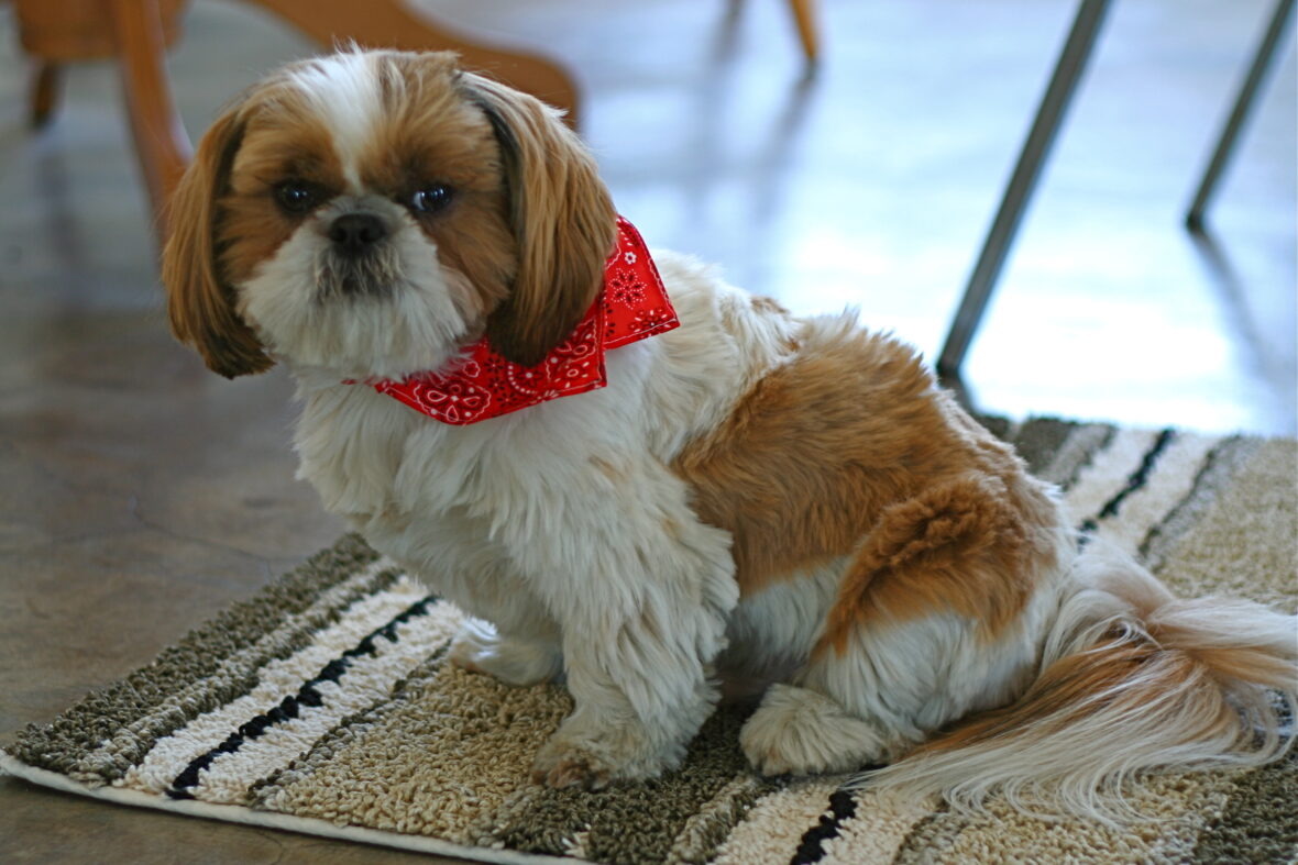 Shih Tzu sitting on a rug with a red bandana around its neck, Shih Tzus are among the dog breeds with the longest lifespans