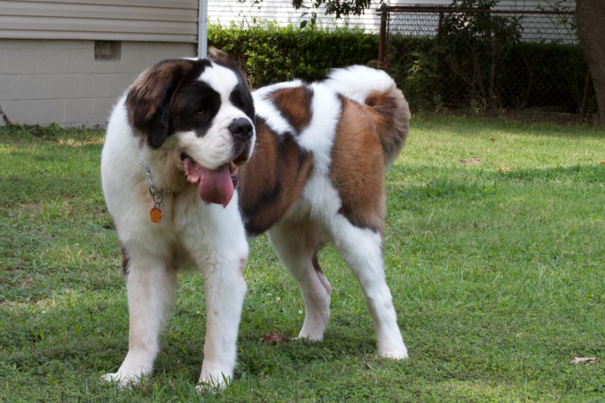 Close up of a Saint Bernard standing with tongue out, Saint Bernards are among the dog breeds with the shortest lifespans