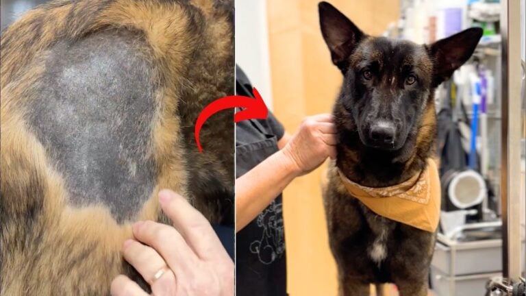 Groomer's Love Helps Abandoned Belgian Malinois Shed His Anxiety and Fur Loss Issues
