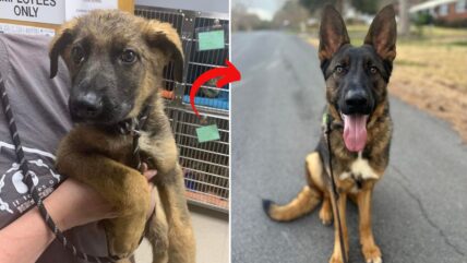 Active German Shepherd Returned to Shelter That Saved Him as Pup, Now He Needs New Home