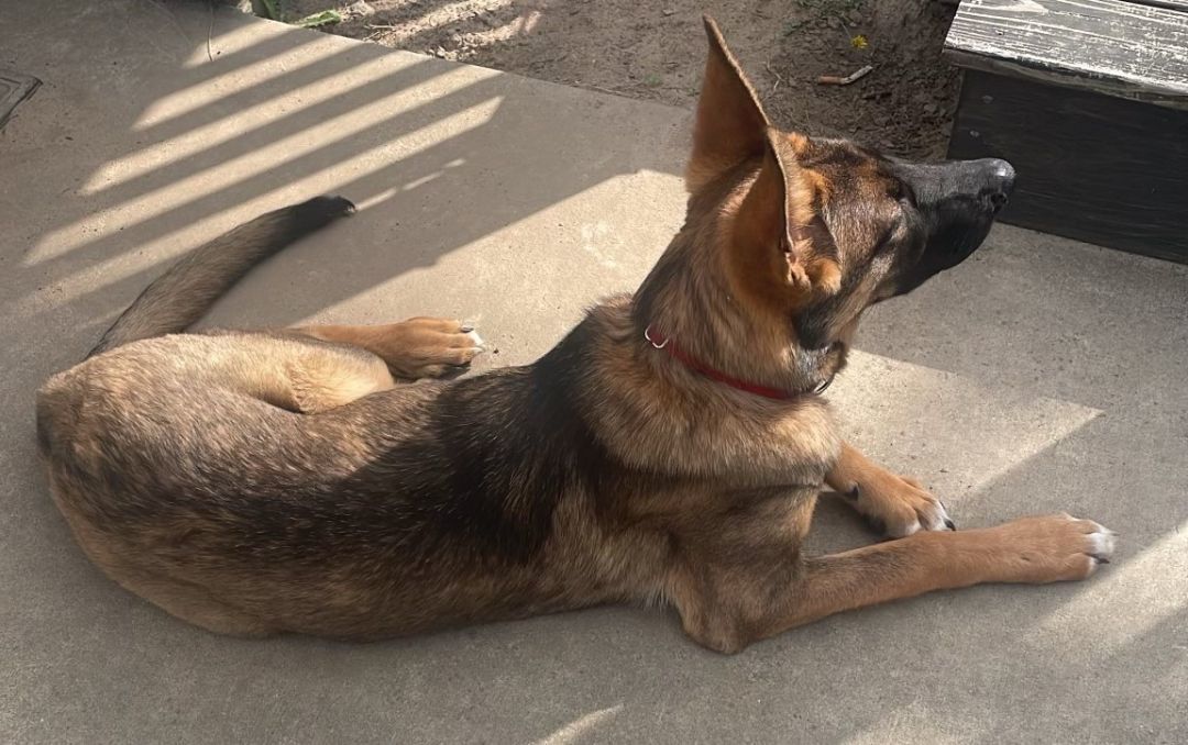 Dog up for adoption: Active German Shepherd Returned to Shelter That Saved Him as Pup, Now He Needs New Home