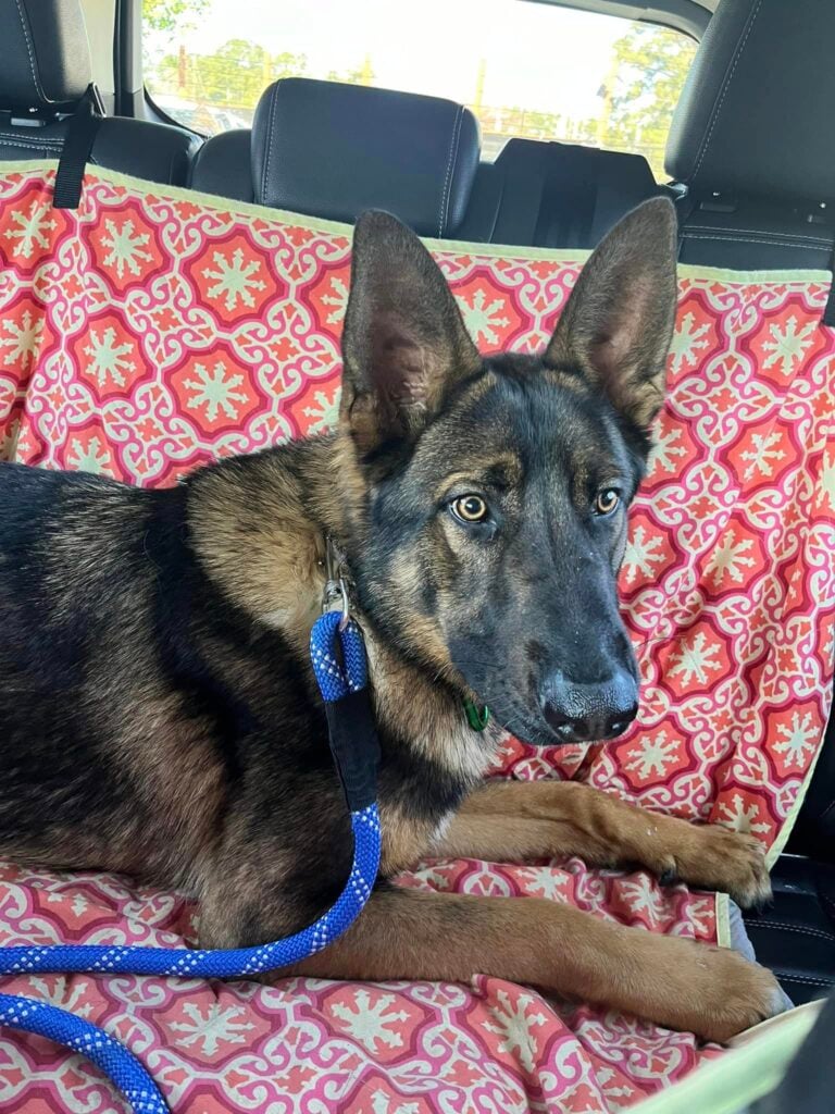 Dog up for adoption: Active German Shepherd Returned to Shelter That Saved Him as Pup, Now He Needs New Home