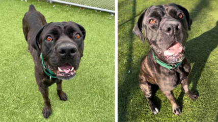 Shelter Pleas For Foster For Stressed-Out Cane Corso Dog After Owner Ghosted Her
