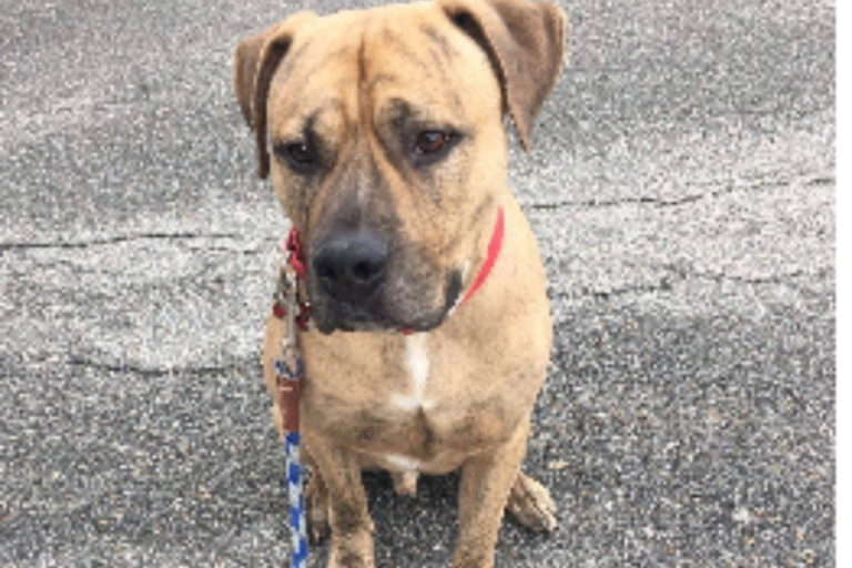 Dog up for adoption: Bentley