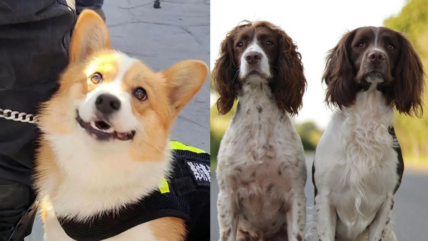 Move Over German Shepherds: 7 Unexpected Dog Breeds Join the Police Force