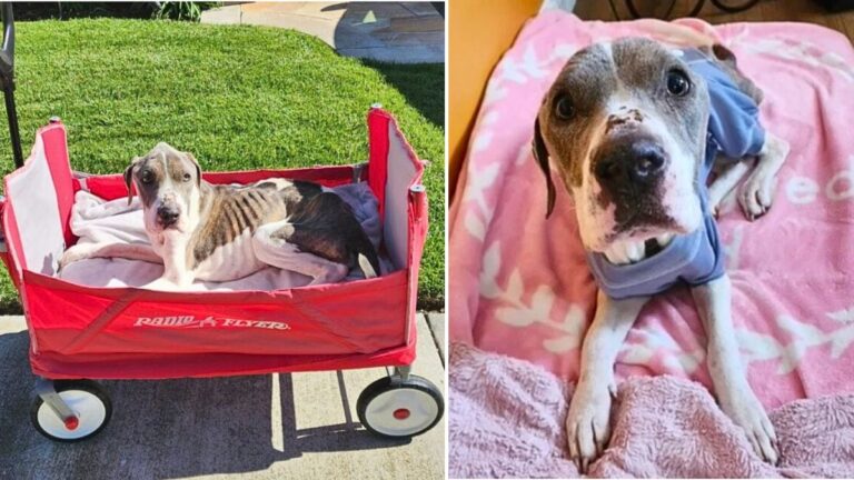Valerie: Woman Gives Shelter Dog the Best 2 Weeks of Her Life, Leaving the Internet in Tears