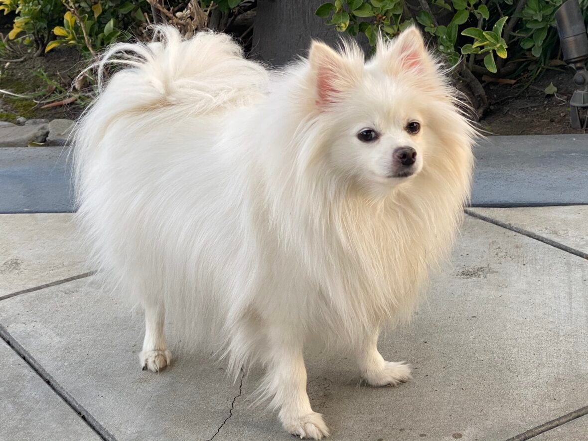 Close up of a white Pomeranian, Pomeranians are among the best small guard dogs to own