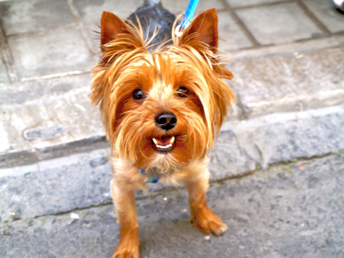 Close-up of a Yorkshire Terrier with mouth slightly open, Yorkshire Terriers are among the dog breeds with the longest lifespans