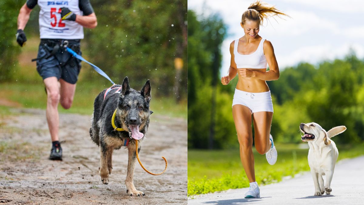 Don't Hit the Trails Without One of These 10 Best Dog Breeds for