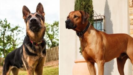 These 11 Breeds Make Amazing Guard Dogs, But Should You Own One? 