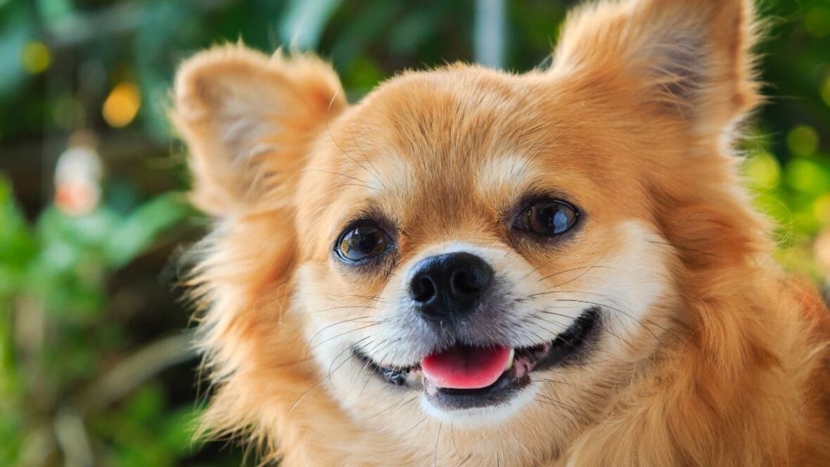 Can't Pick a Name for Your Chihuahua? Here Are 105 Unique Names So Cute ...