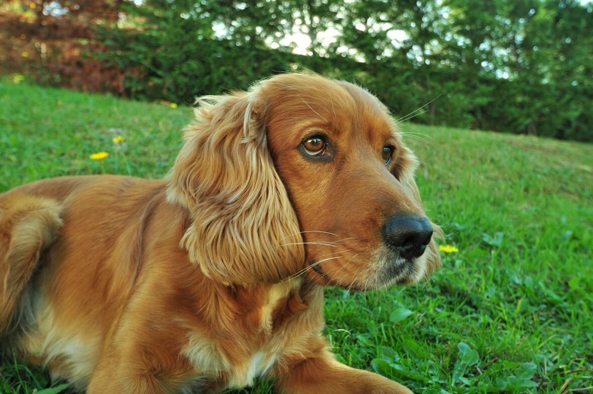 A close up of a Cocker Spaniel lying on the grass, Cocker Spaniels are among the dogs breeds with the longest lifespans