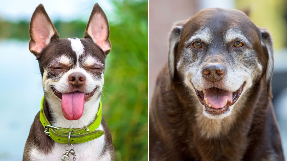 The Top 10 Dog Breeds With the Longest Lifespans — What’s Their Secret?