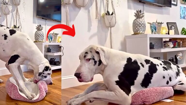 Great Dane's Silly Attempt to Be a Small Dog for a Day