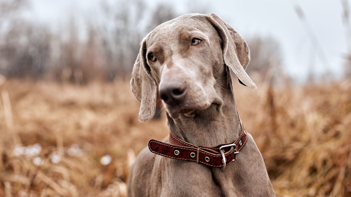 Trailblazer Or Tracker? The Best Hunting Dog Names For Every Type Of 