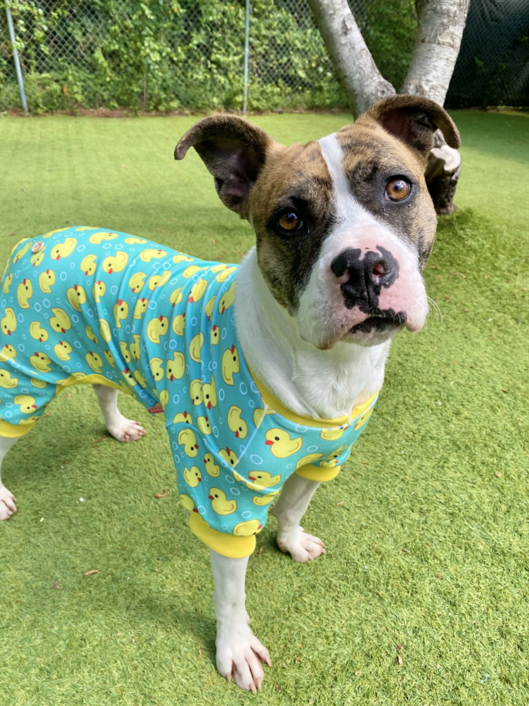 Overcrowded Raleigh Shelter Gives Dogs Adorable Duckie Pajamas to Get Them Adopted Faster
