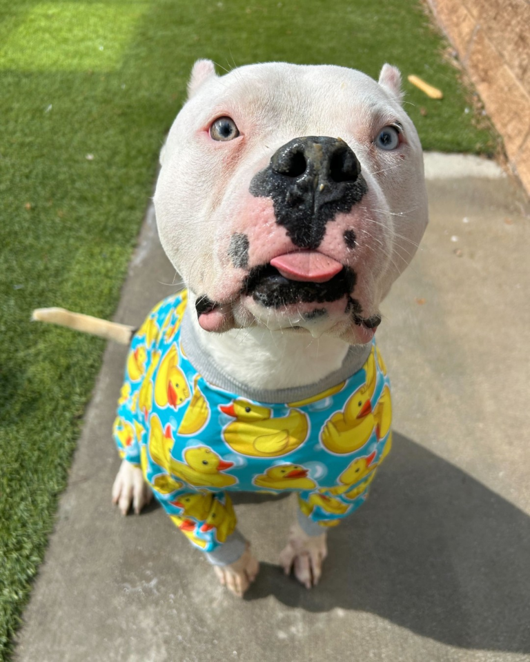 Overcrowded Raleigh Shelter Gives Dogs Adorable Duckie Pajamas to Get Them Adopted Faster