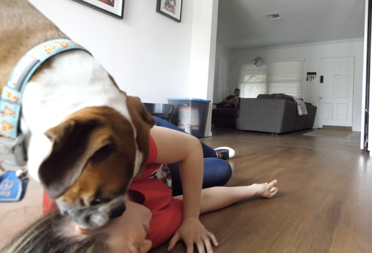 Loyal Pup Springs into Action When Owners Pretend to Faint