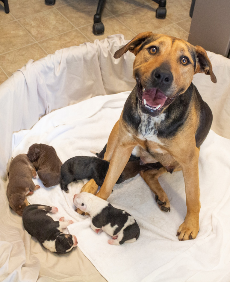 Rescued Mama Dog Gives Birth To Ultra-Rare Litter of Seven Female Puppies