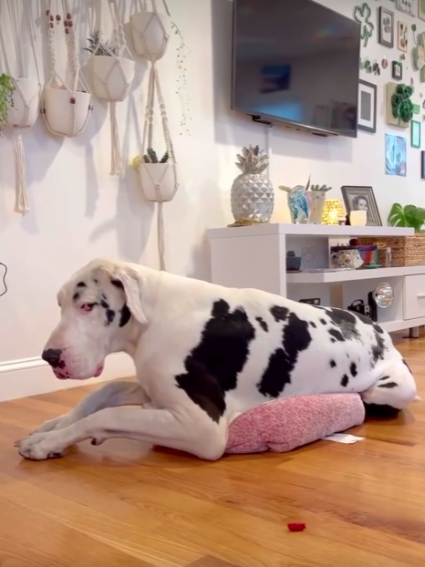 Great Dane's Silly Attempt to Be a Small Dog for a Day