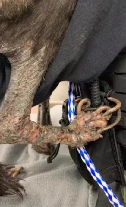 Neglected Dog With Nails So Long He Couldn't Walk  