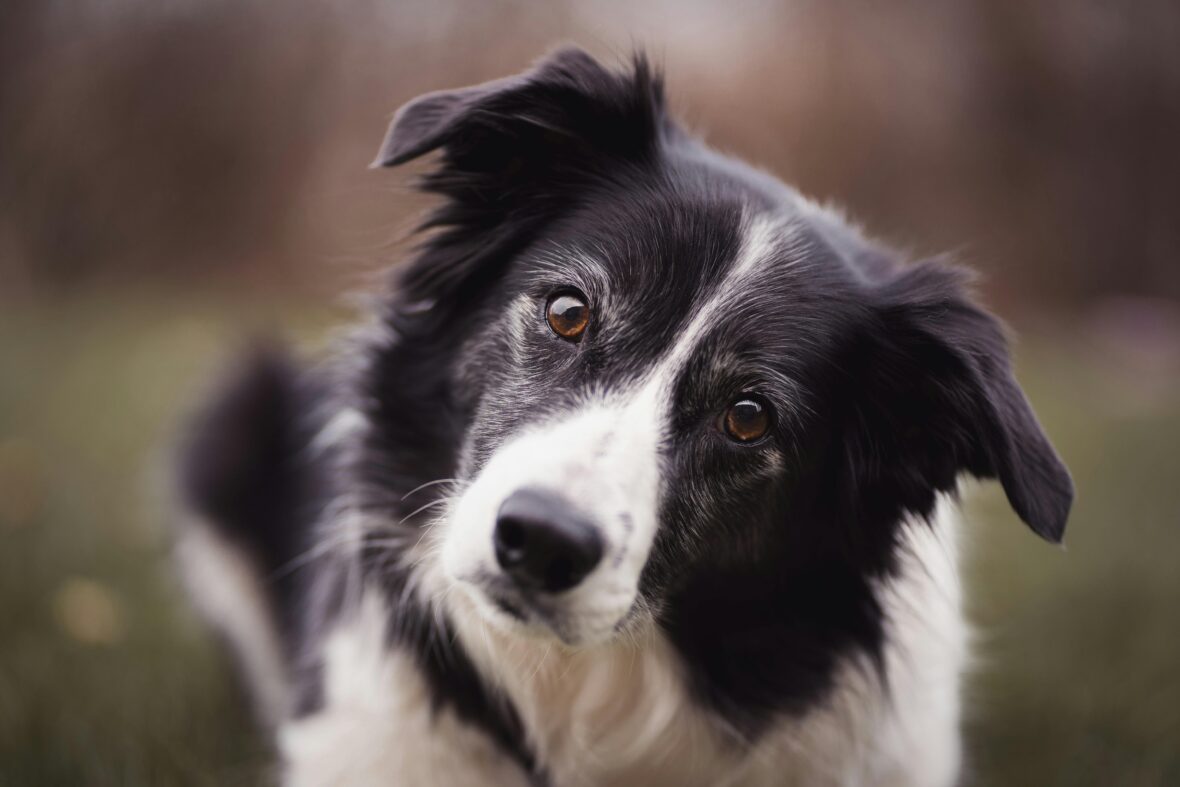 A close up of a Border Collie looking into the camera