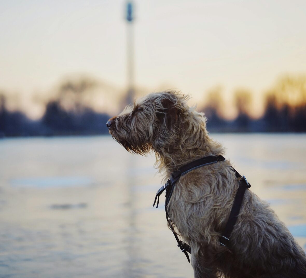 An Irish Wolfhound standing near the lakeside, Irish Wolfhounds are among the dog breeds with the shortest lifespans