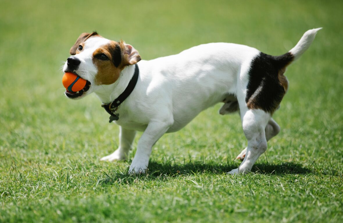 A Jack Russel Terrier in a field with an orange ball in its mouth