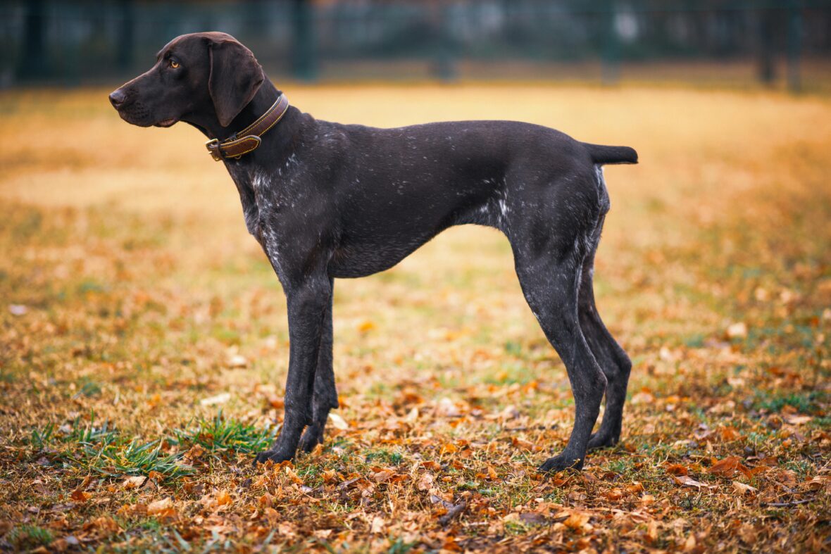 A German Shorthaired Pointer standing in a field covered with brown leaves