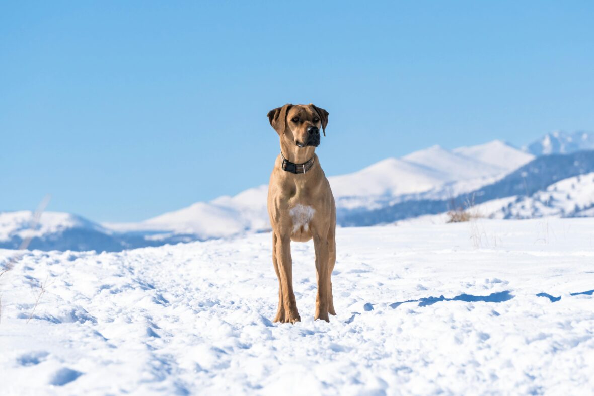 A Rhodesian Ridgeback standing on a ground covered in snow