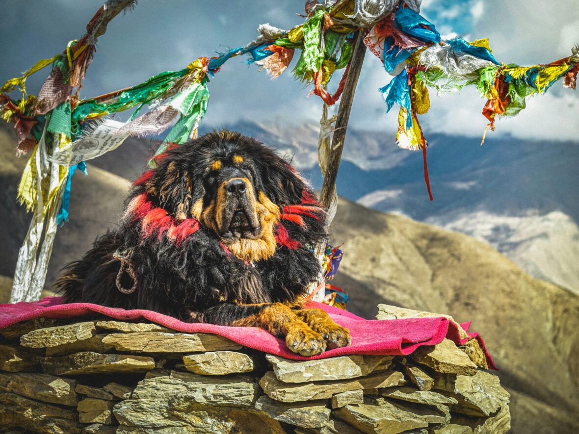 A Tibetan Mastiff lying on a pink blanket on a heap of rocks