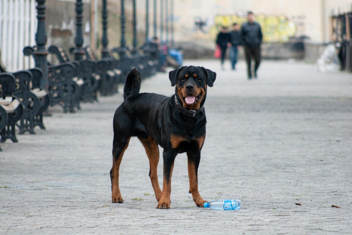 A Rottweilier standing on a street pavement with tongue slightly out, Rottweilers are among the dog breeds most prone to cancer