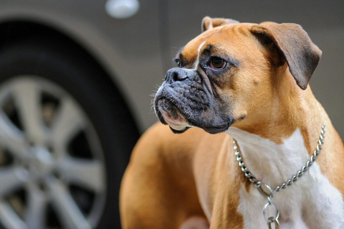 Close-up of a Boxer dog wearing a chain necklace, Boxers are among the dog breeds most prone to cancer