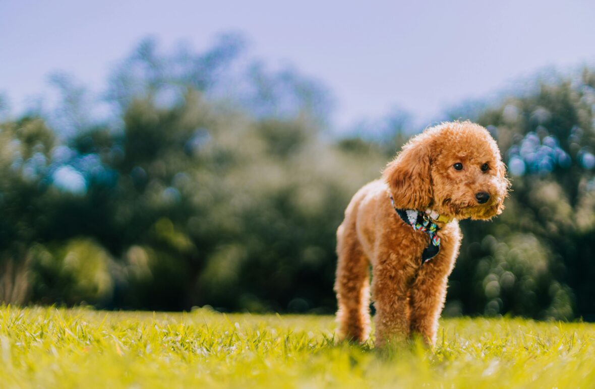 Toy Poodle standing on a lawn, Toy Poodles are among the dog breeds with the longest lifespans