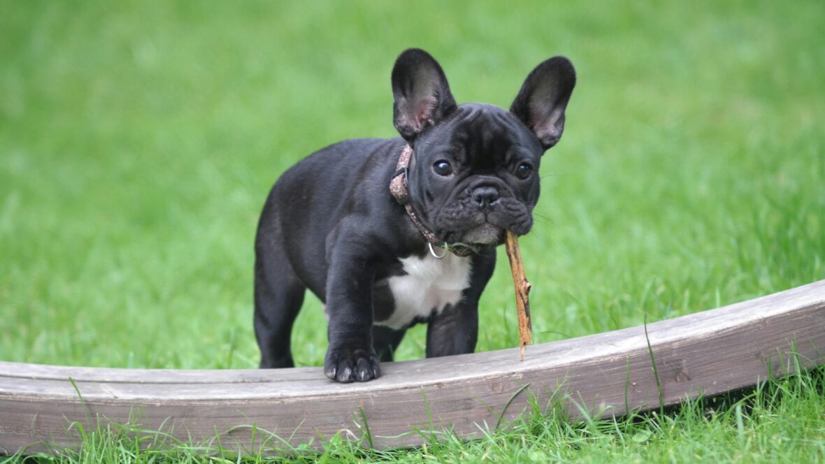 Playful French Bulldog with a stick inside its mouth 