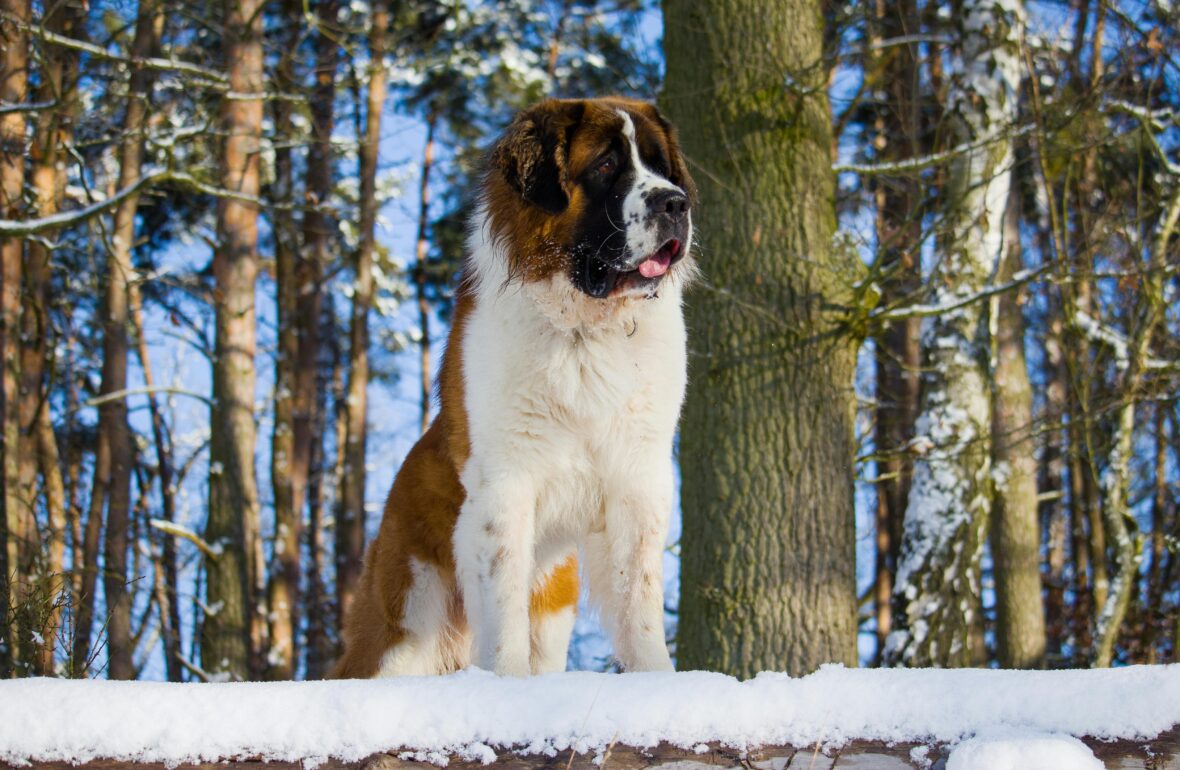A Saint Bernard standing on ground covered with snow.