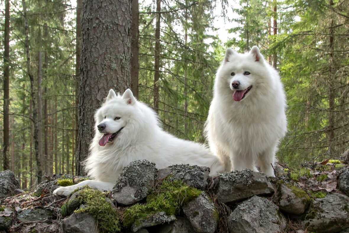 Two Samoyeds with mouth slightly open in a forested area